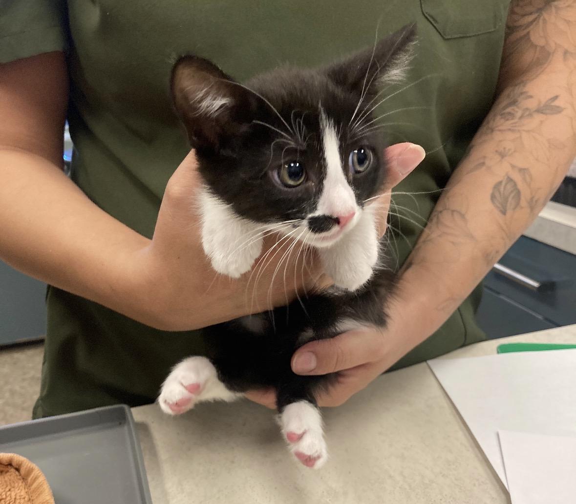 George Washington, a ADOPTABLE Domestic Short Hair in Murrieta, CA image 2/2