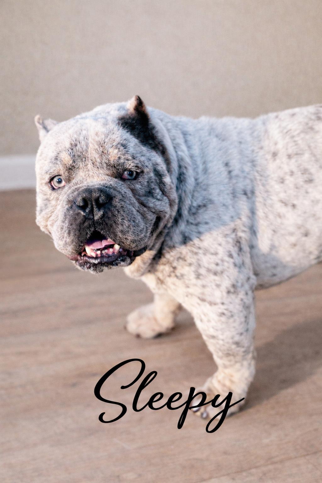 Enlarge Sleepy, an adopted mixed breed in SYLVANIA, GA image 3/4