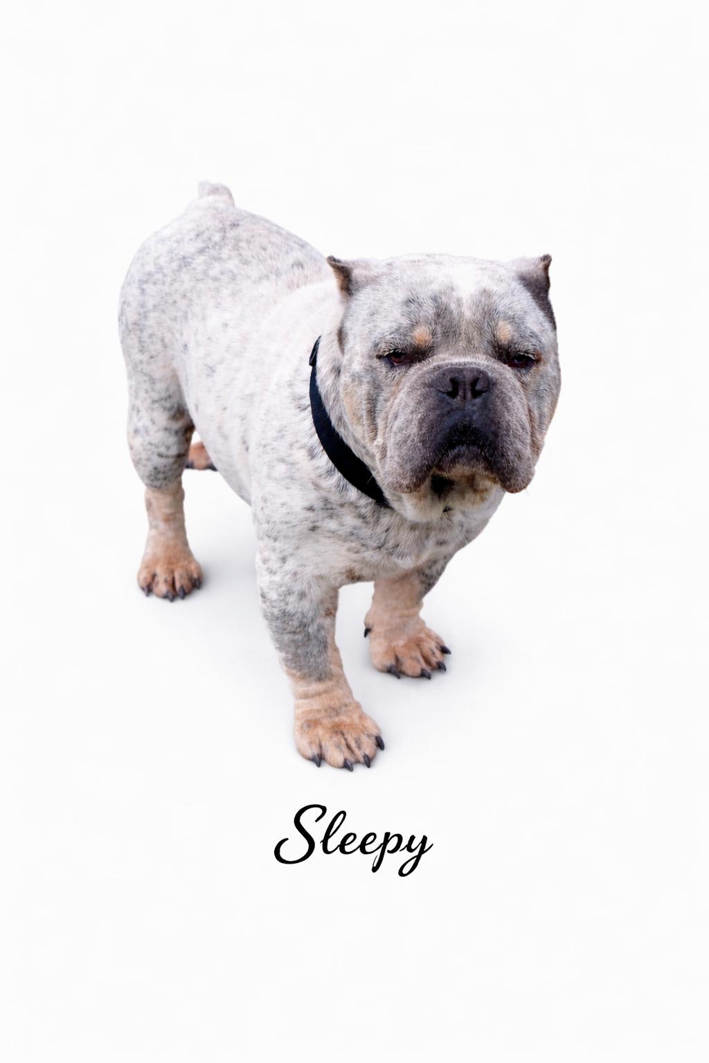 Sleepy, adopted, Adult Male Bulldog & Mixed Breed.
