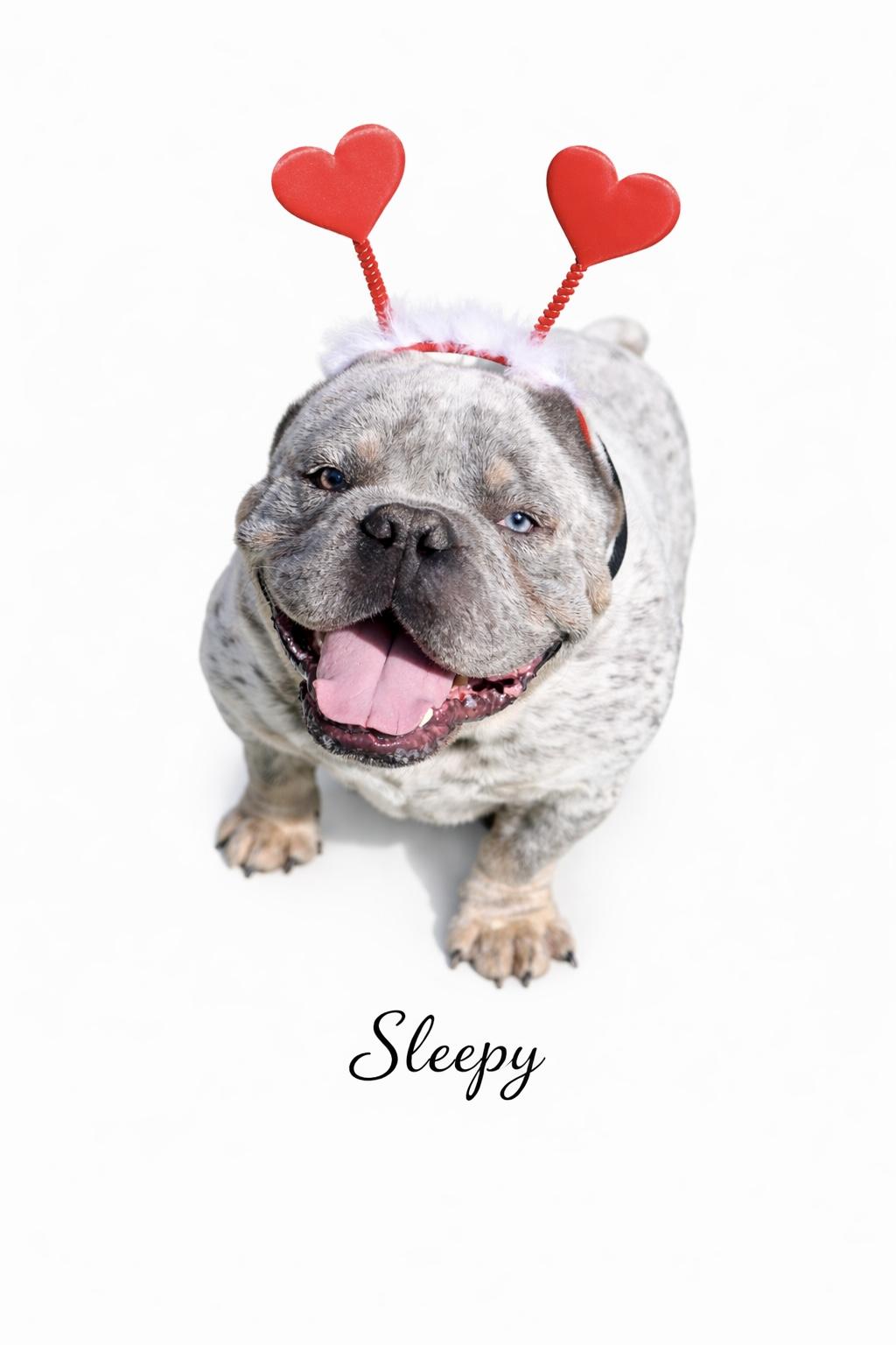 Enlarge Sleepy, an adopted mixed breed in SYLVANIA, GA image 4/4