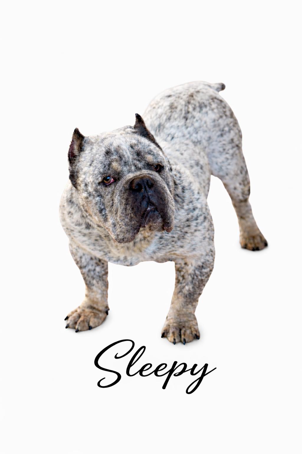 Enlarge Sleepy, an adopted mixed breed in SYLVANIA, GA image 2/4