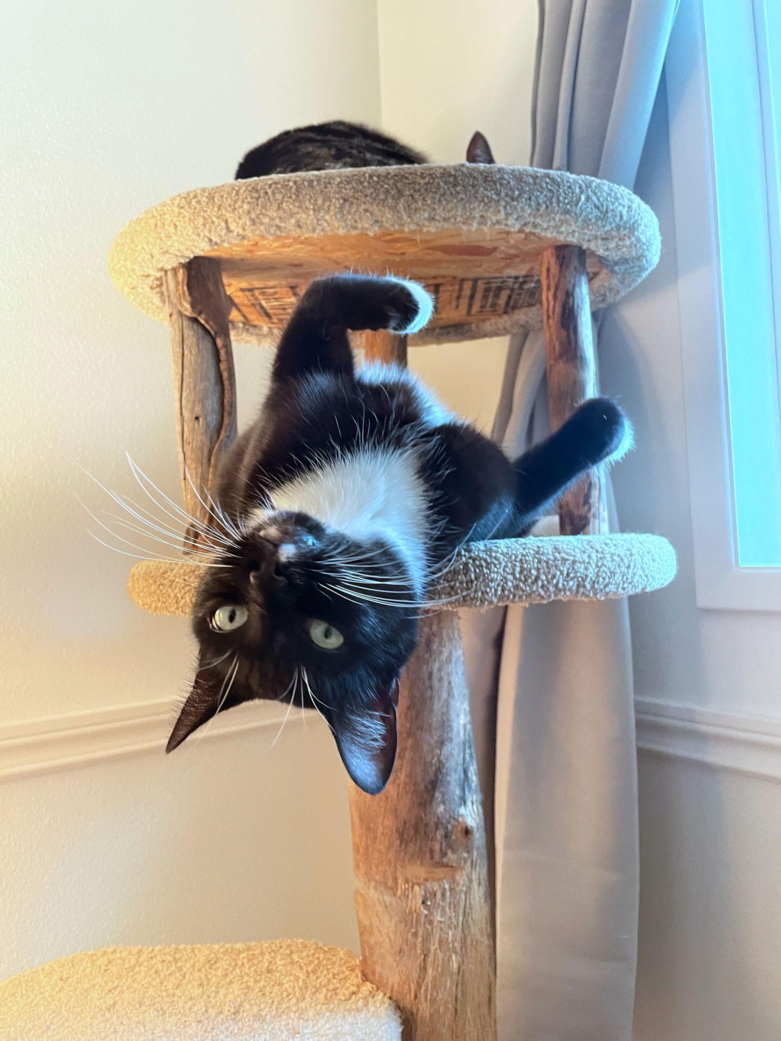 Enlarge LUPINE #1826 _ Offered by Owner - Friendly in/out, a Adoptable mixed breed in Hillsboro, OR image 1/3