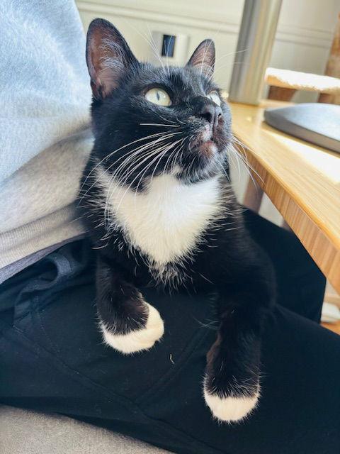 Enlarge LUPINE #1826 _ Offered by Owner - Friendly in/out, a Adoptable mixed breed in Hillsboro, OR image 2/3