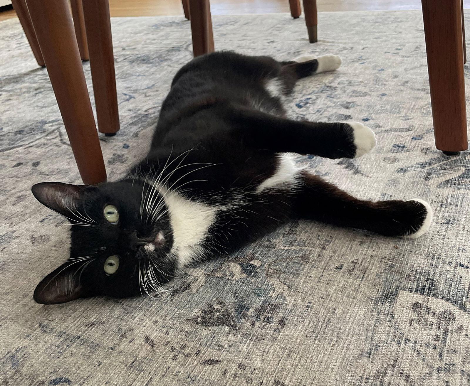 Enlarge LUPINE #1826 _ Offered by Owner - Friendly in/out, a Adoptable mixed breed in Hillsboro, OR image 3/3