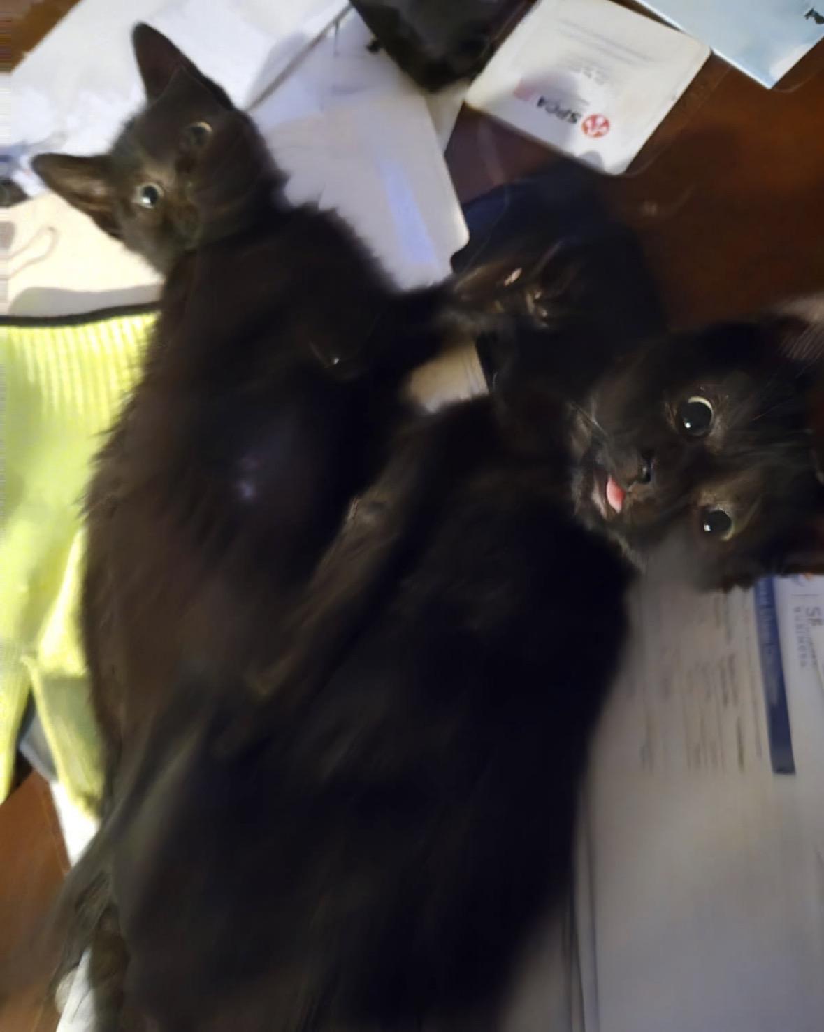 Maxi and Itsybitsy, adoptable, Young Female Domestic Short Hair.