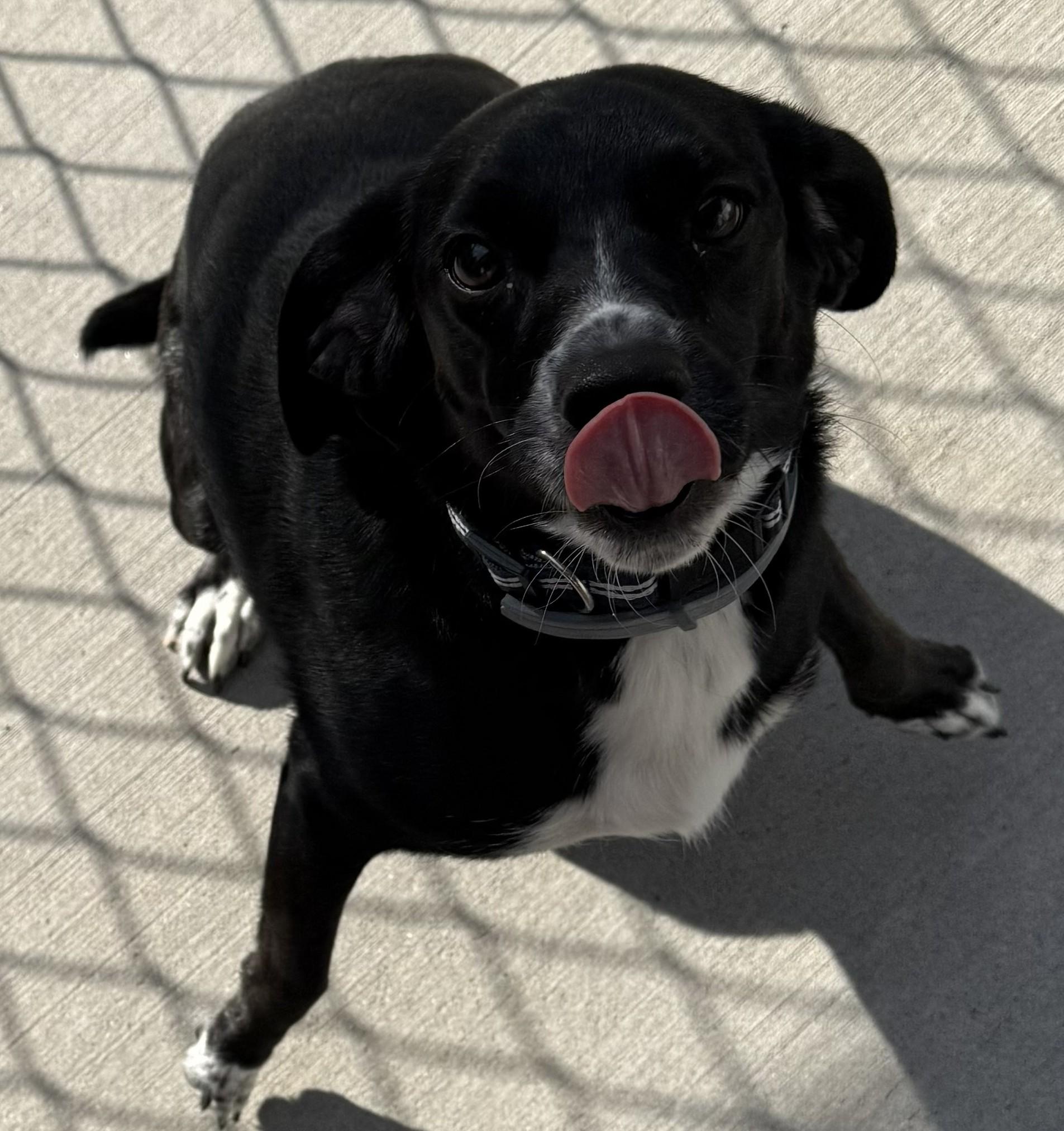 Enlarge Peaches, an adopted mixed breed in Mauston, WI image 1/1