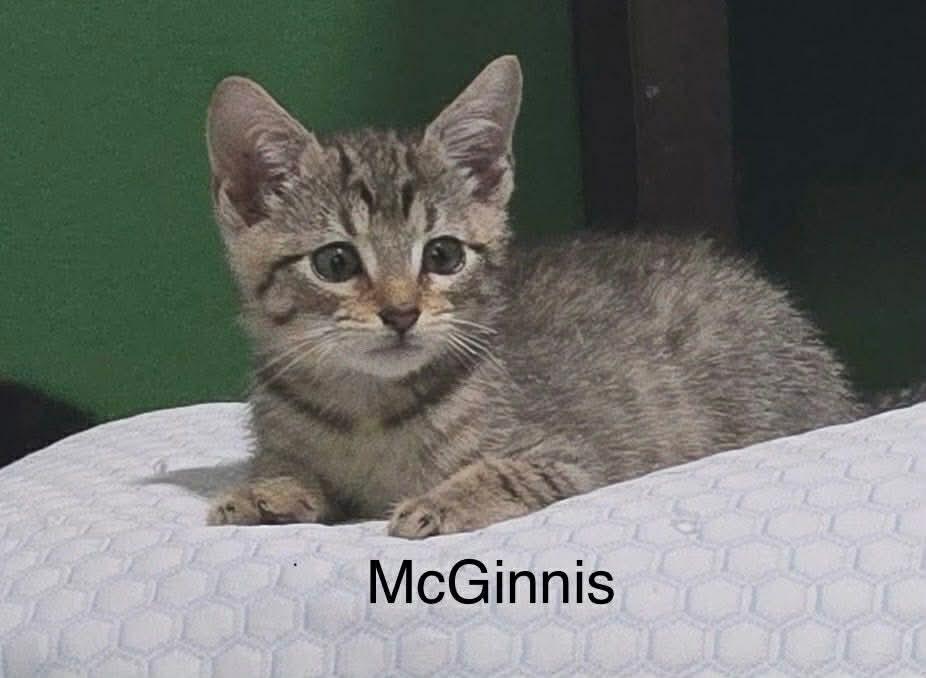 McGinnis, a Adoptable Domestic Medium Hair in Smithfield, RI image 2/3