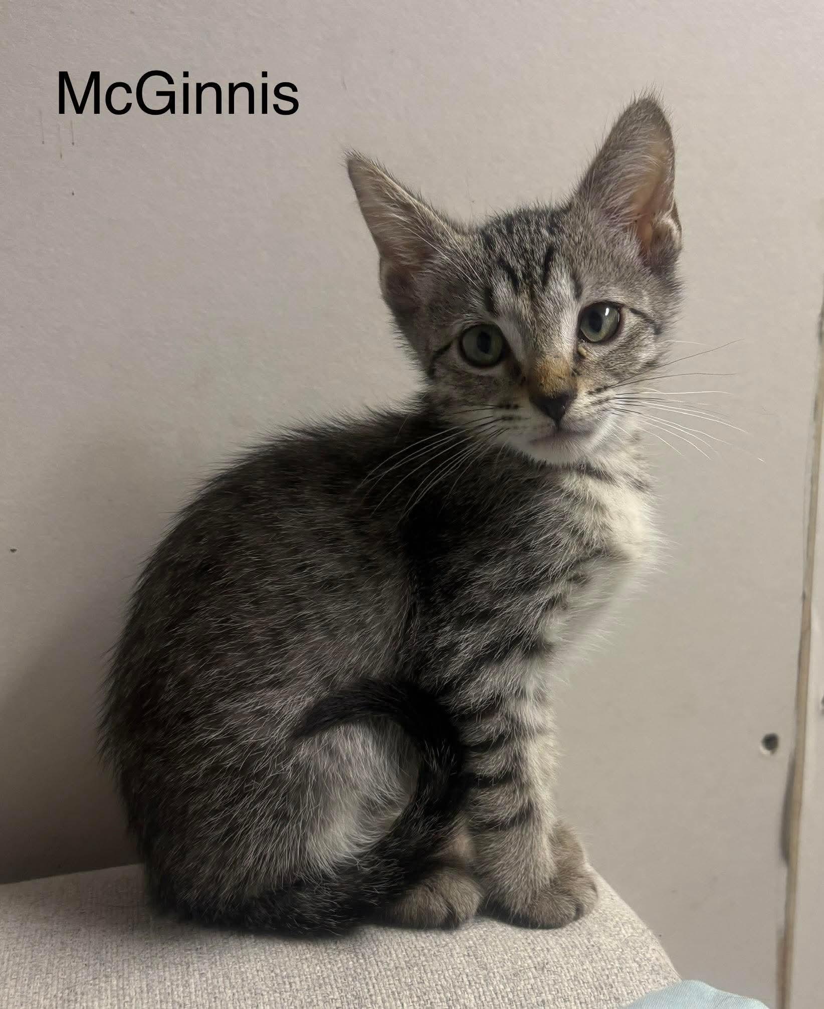 McGinnis, a Adoptable Domestic Medium Hair in Smithfield, RI image 1/3