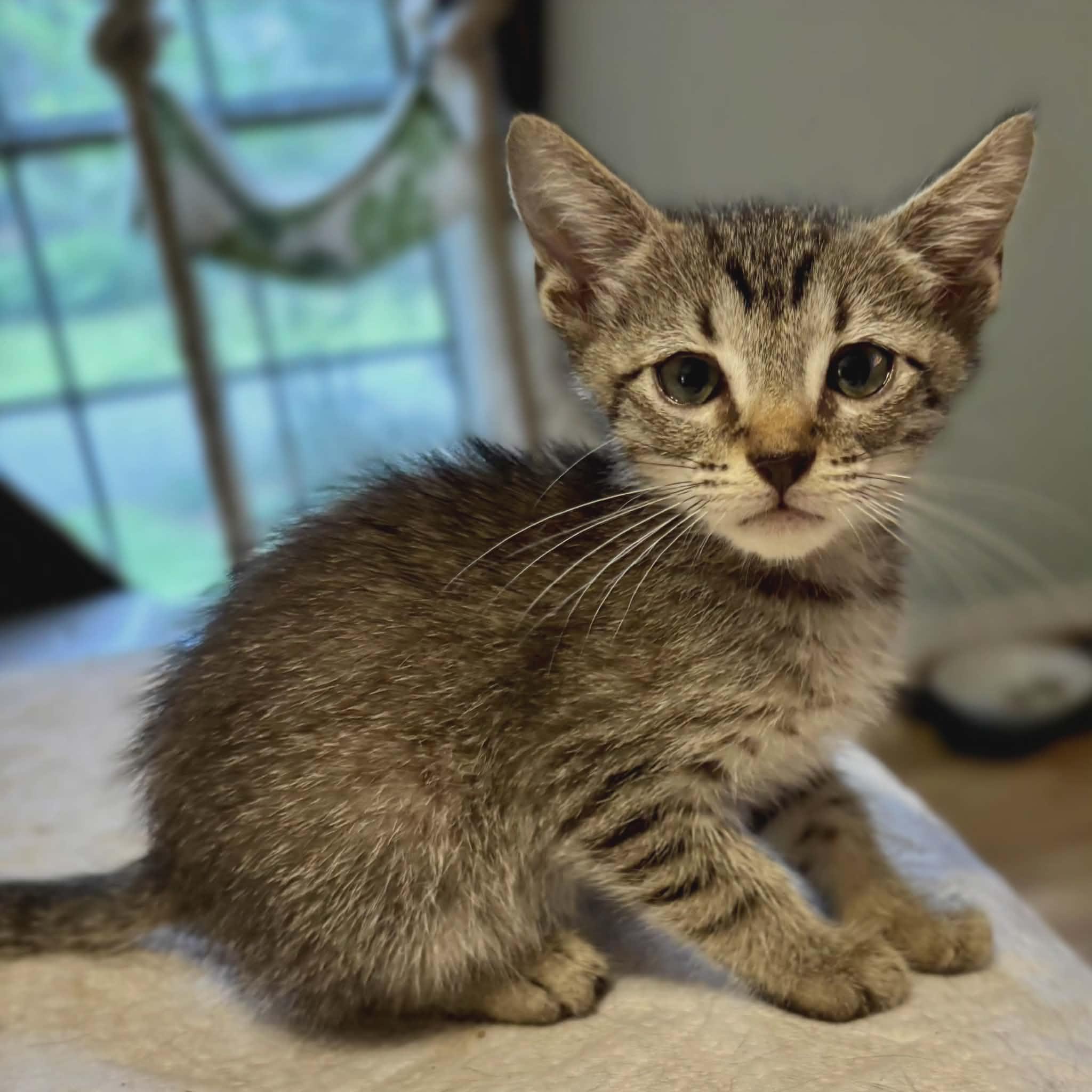 McGinnis, a Adoptable Domestic Medium Hair in Smithfield, RI image 3/3