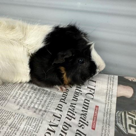 Toast, Adoptable, Adult Male Guinea Pig.