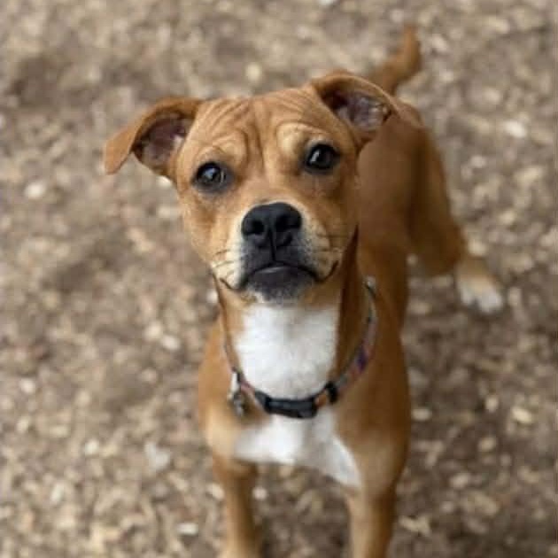 Enlarge Sachi, a ADOPTABLE Mixed Breed in Northwood, NH image 1/2