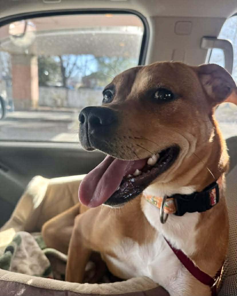 Enlarge Sachi, a ADOPTABLE Mixed Breed in Northwood, NH image 2/2