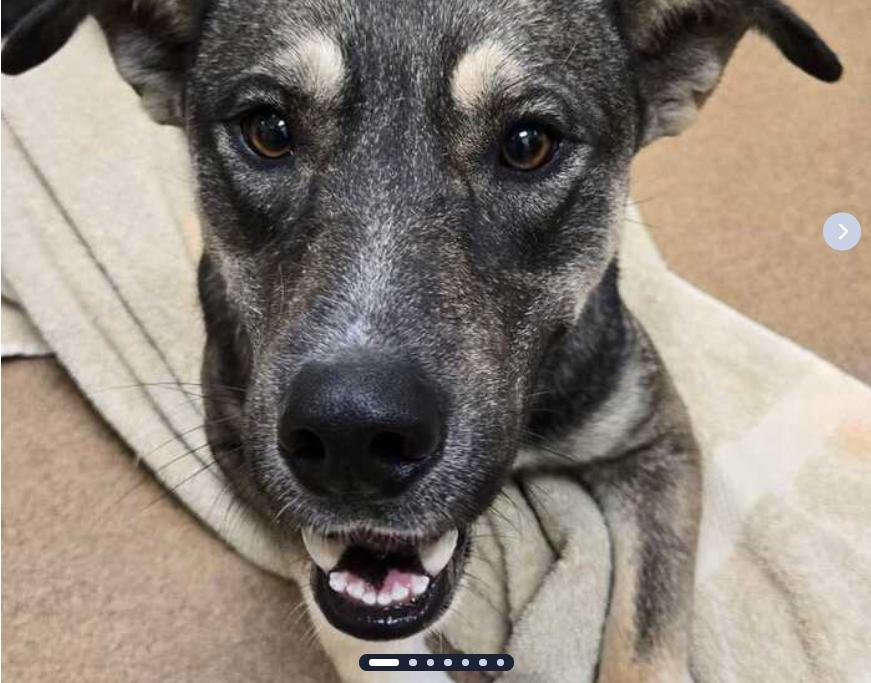 Enlarge Winston, a Adoptable mixed breed in Moriarty, NM image 1/3