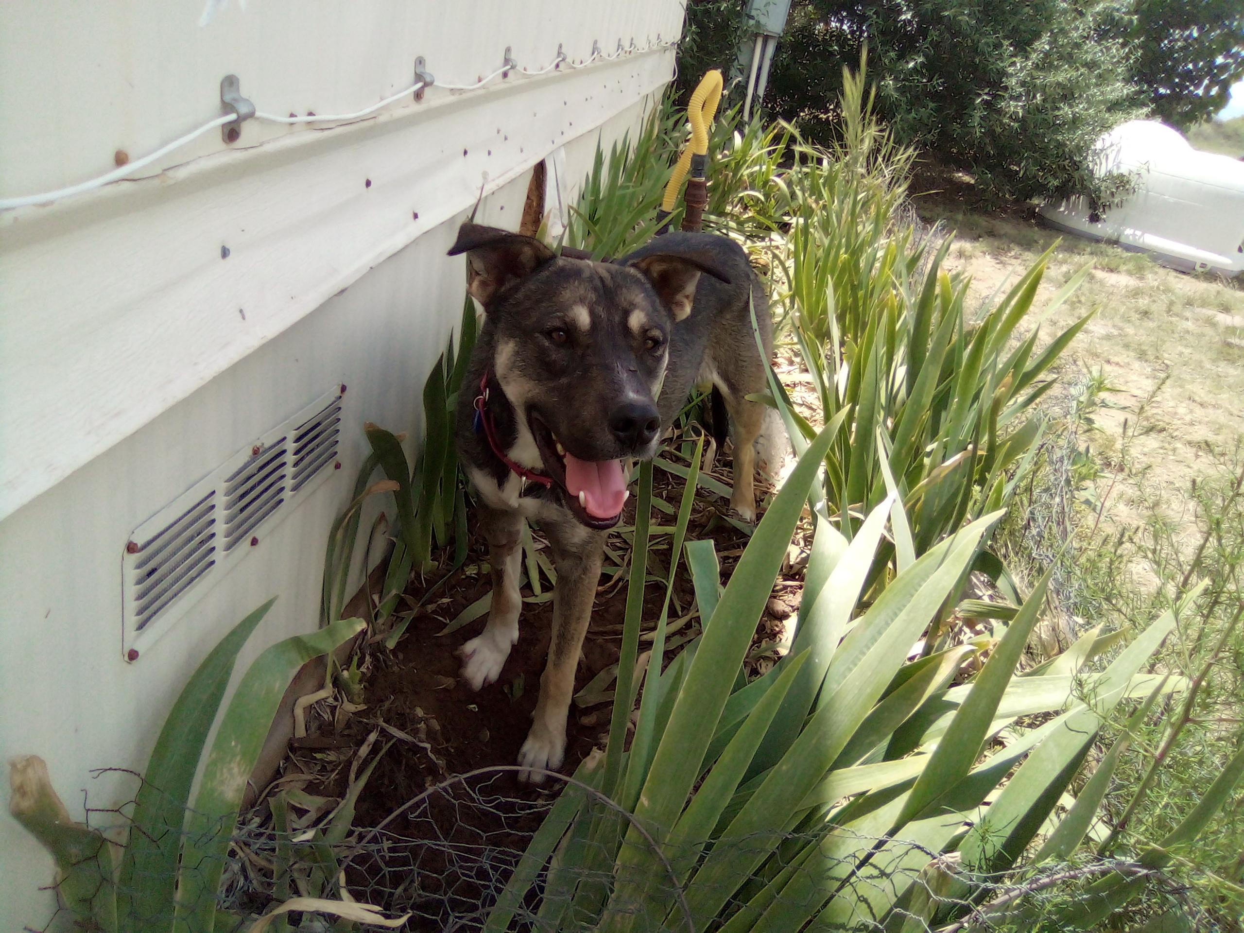 Enlarge Winston, a Adoptable mixed breed in Moriarty, NM image 2/3
