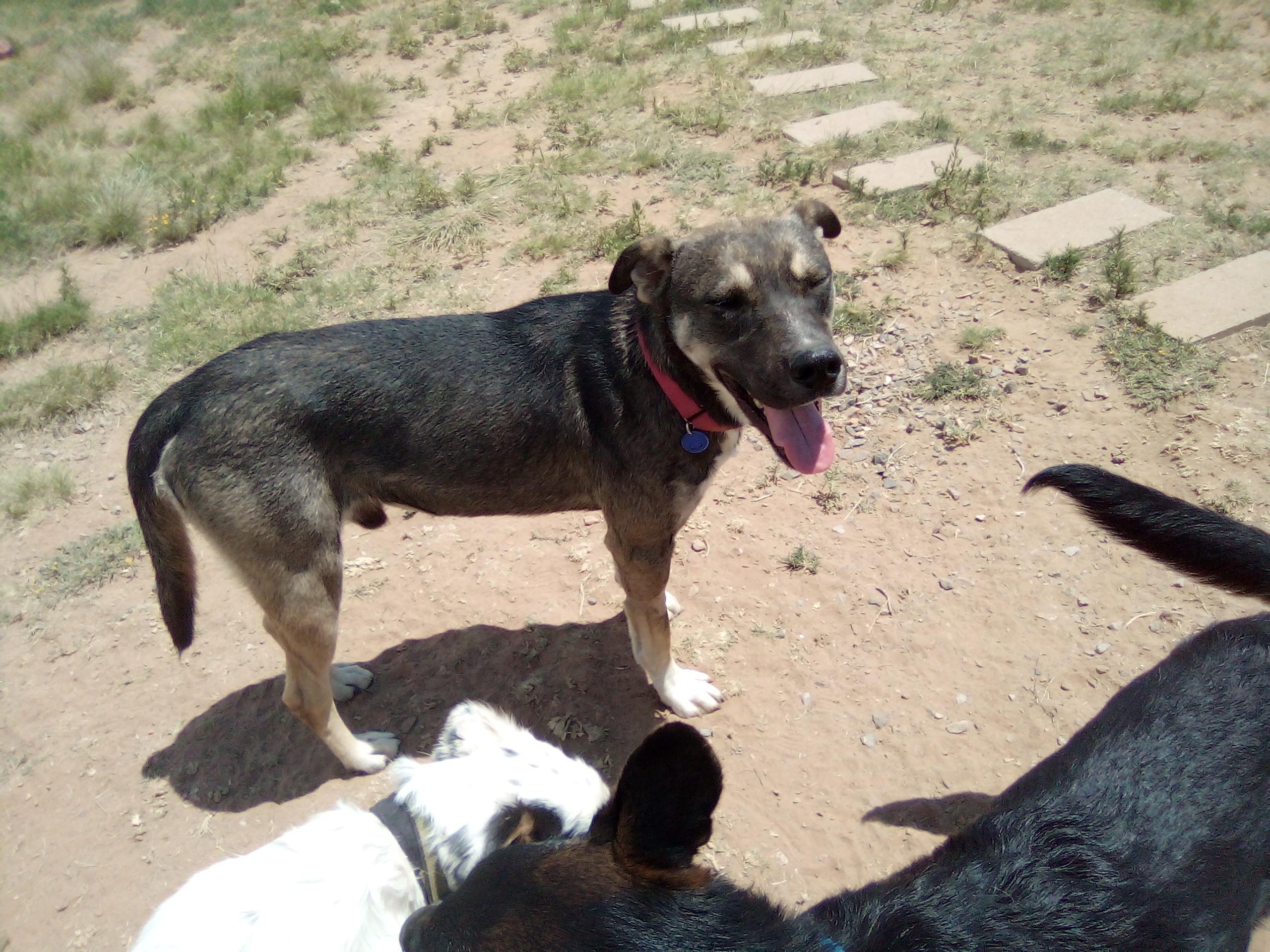 Enlarge Winston, a Adoptable mixed breed in Moriarty, NM image 3/3