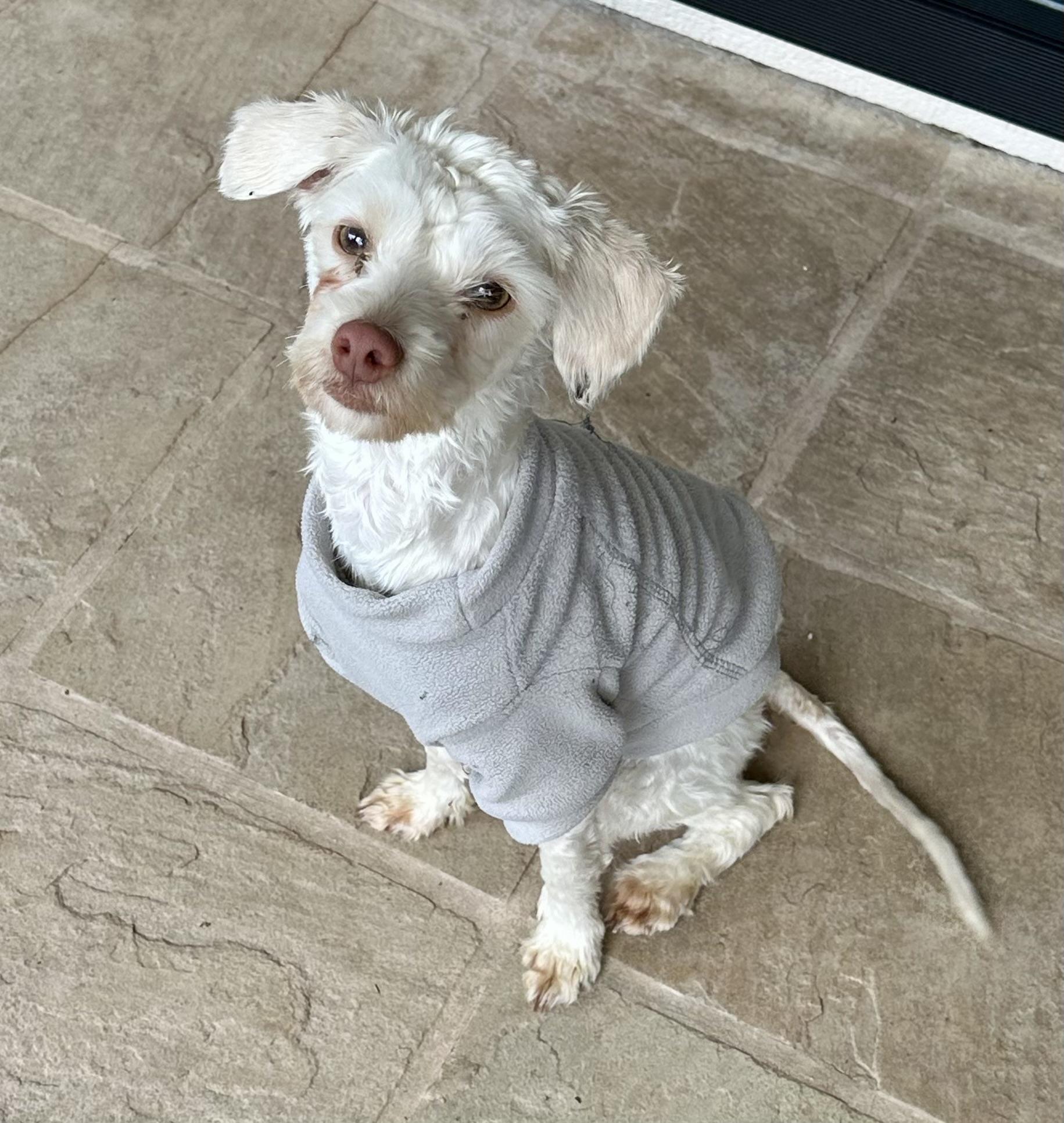 Yoshi, ADOPTABLE, Young Female Poodle & Maltese.