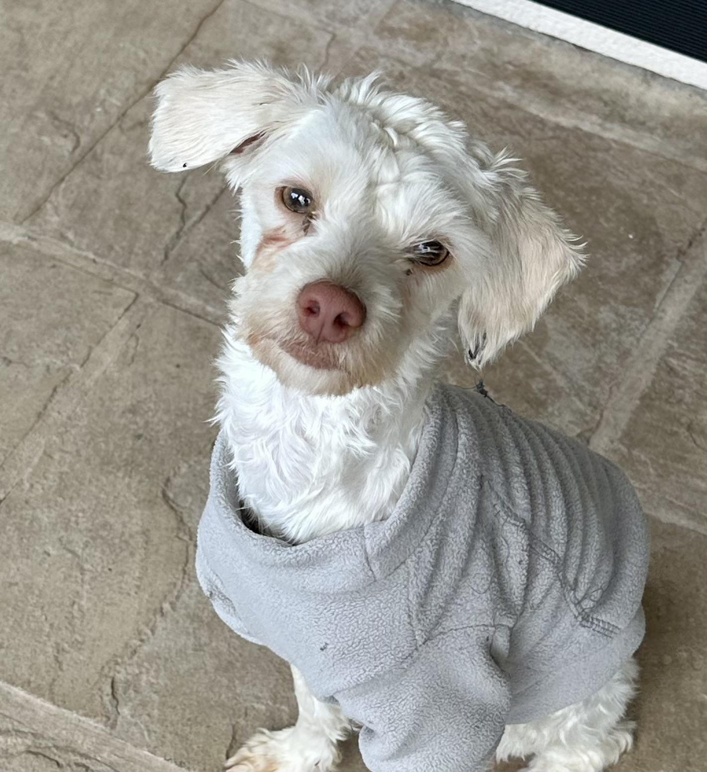 Enlarge Yoshi, a ADOPTABLE mixed breed in Fremont, CA image 2/2