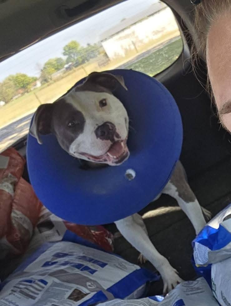 Chance , Adoptable, Adult Male Pit Bull Terrier.