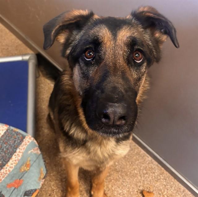MISTY, Adoptable, Adult Female German Shepherd Dog & Mixed Breed.