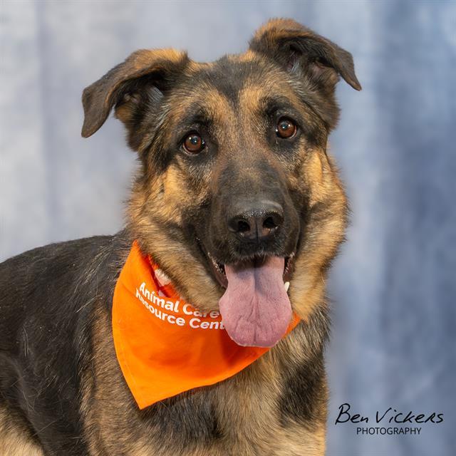 MISTY, a Adoptable mixed breed in Albuquerque, NM image 1/2