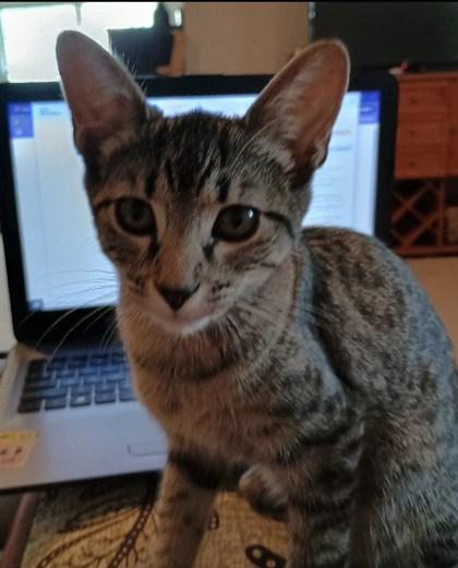 Ruby - Bonded Pair with Opal, Adoptable, Kitten Female Domestic Short Hair.