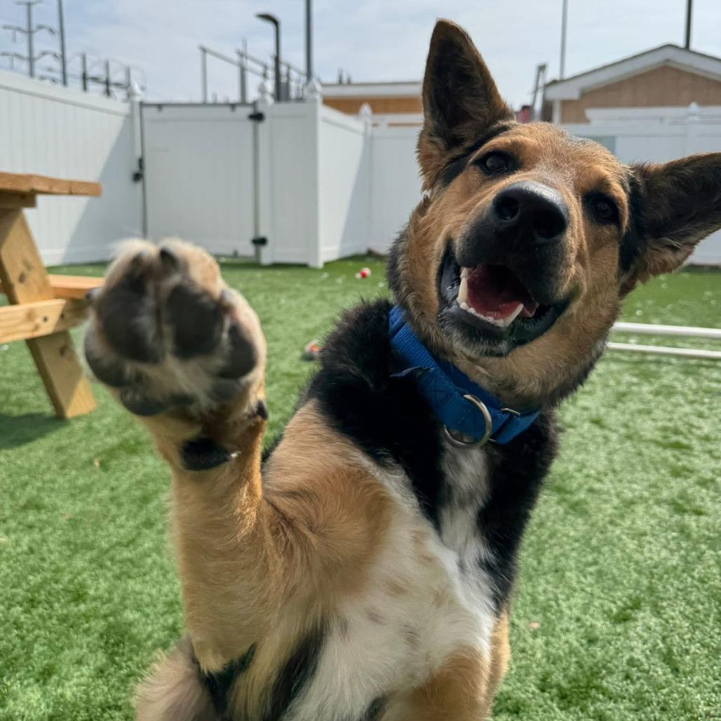 Flynn - Available in Foster, Adoptable, Adult Male Cattle Dog & Husky.