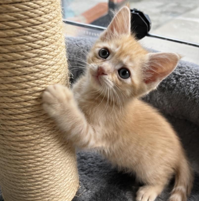 Bunny Buns, an adopted Tabby in Los Angeles, CA image 5/5