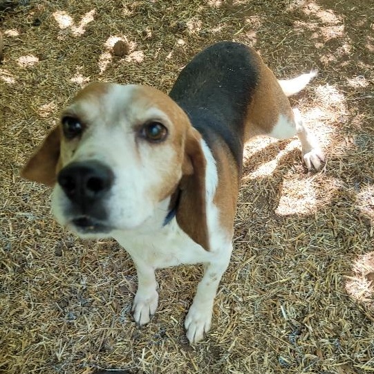 Enlarge Tucker, a ADOPTABLE Beagle in Stoughton, MA image 3/4