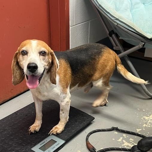 Tucker, ADOPTABLE, Adult Male Beagle.