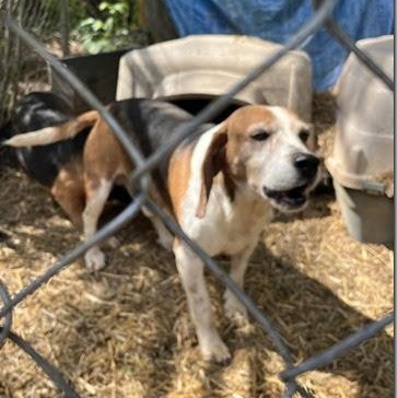 Enlarge Tucker, a ADOPTABLE Beagle in Stoughton, MA image 2/4