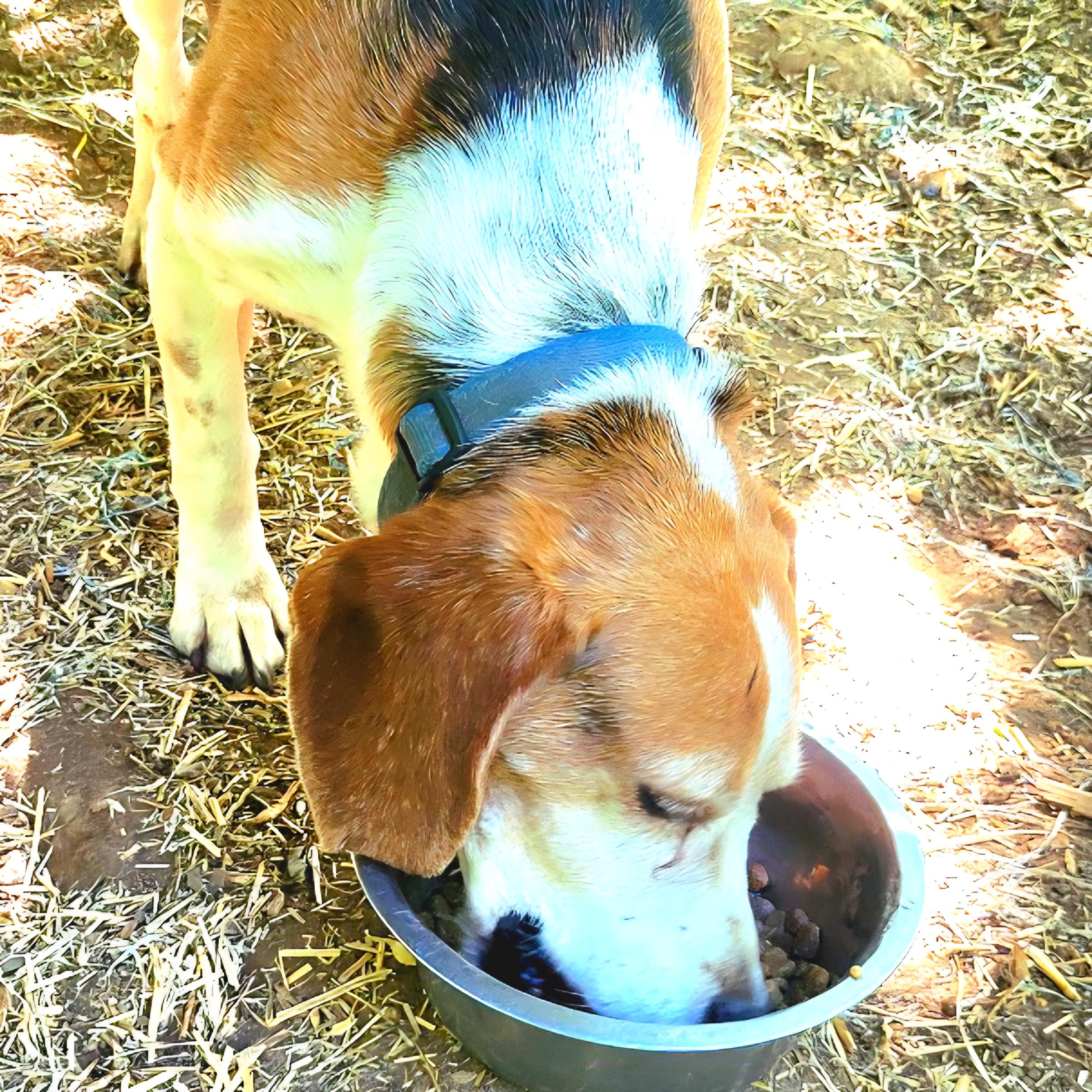 Enlarge Tucker, a ADOPTABLE Beagle in Stoughton, MA image 4/4