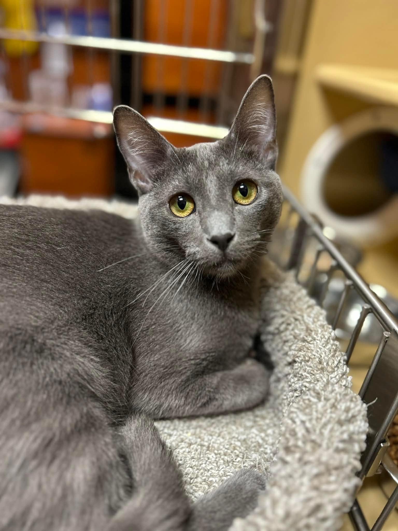 Enlarge Grayson , a Adoptable Domestic Short Hair in BURNABY, BC image 3/4