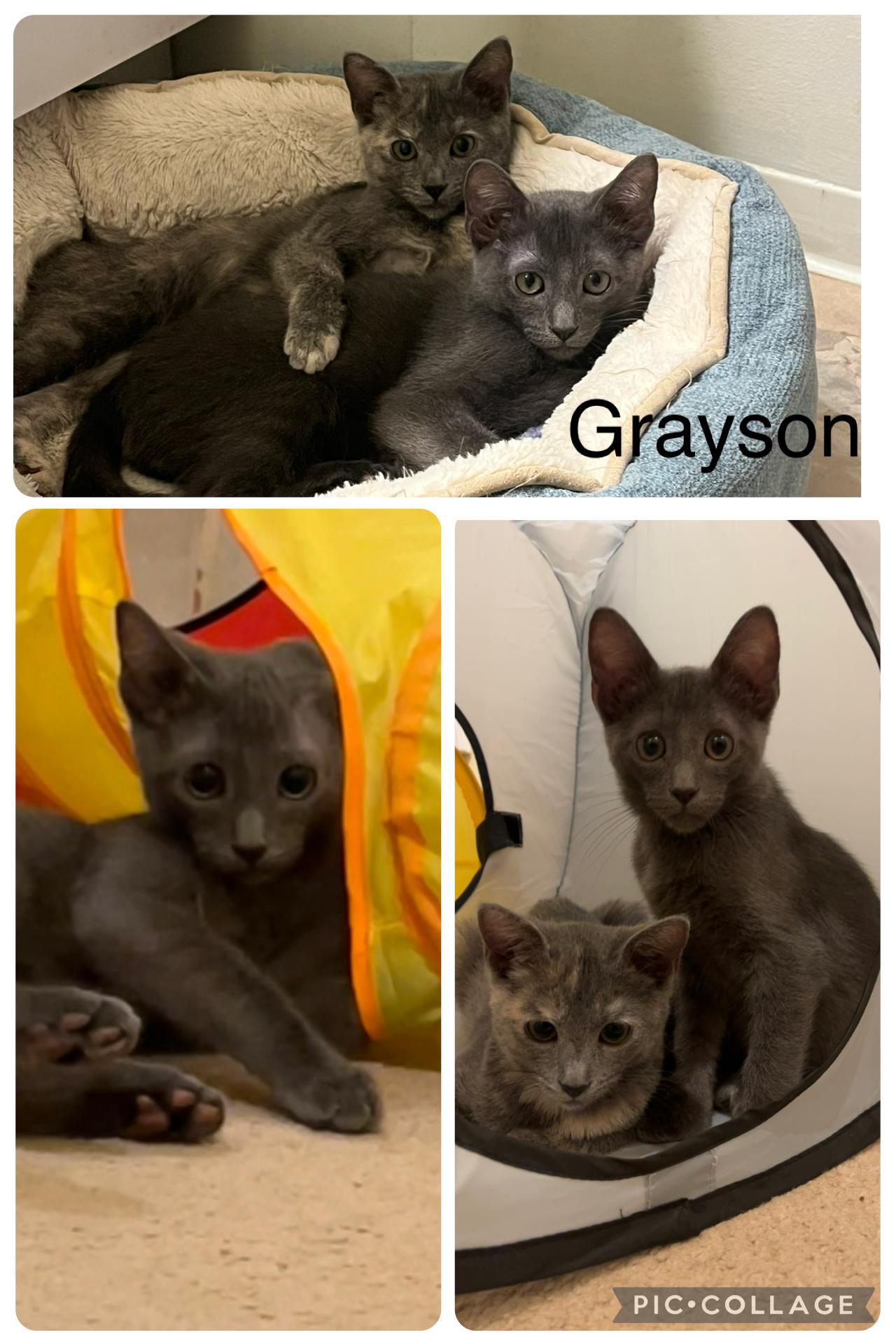 Grayson *Bonded to Kiko, Adoptable, Kitten Male Domestic Short Hair.