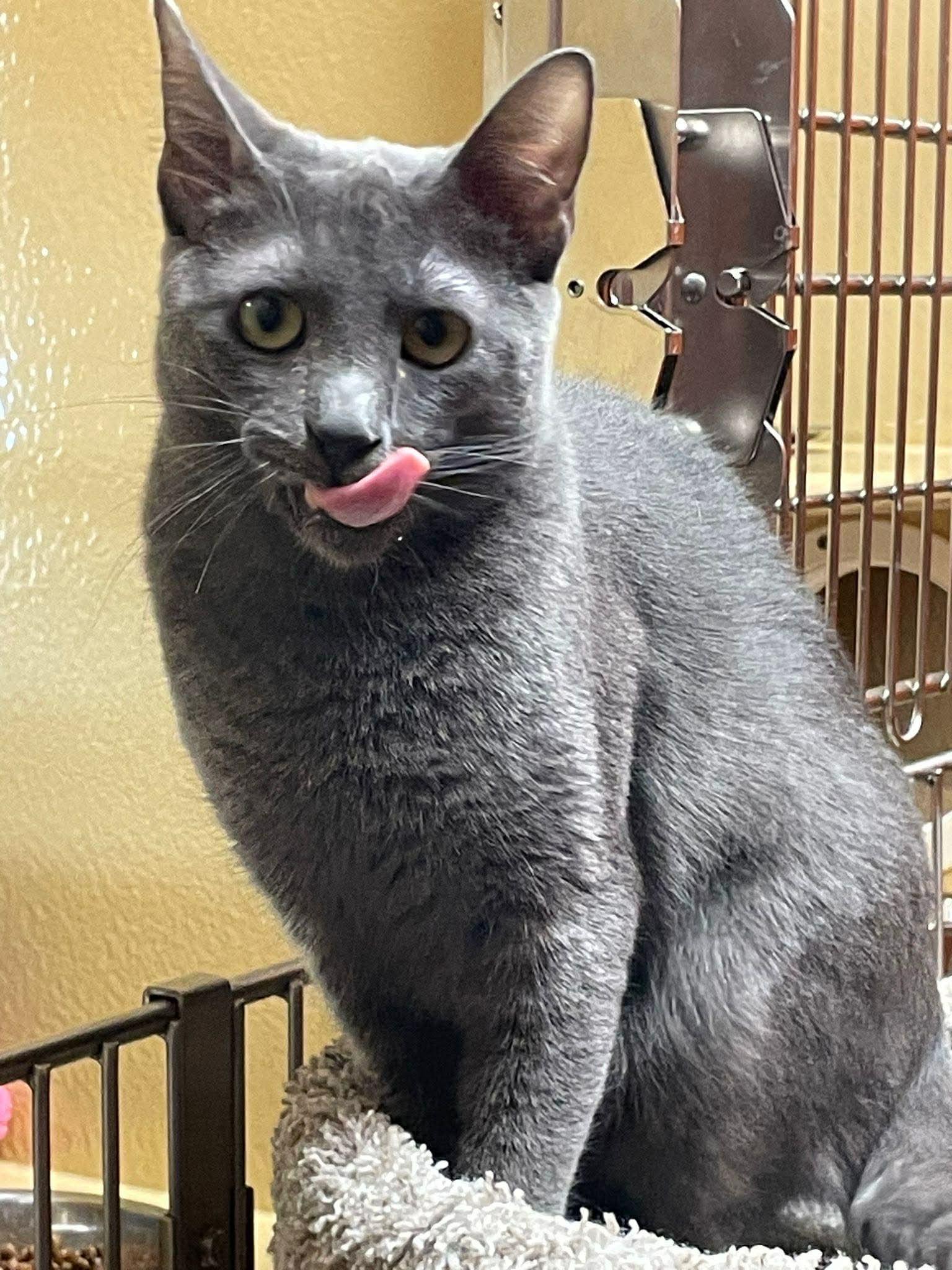 Enlarge Grayson , a Adoptable Domestic Short Hair in BURNABY, BC image 4/4