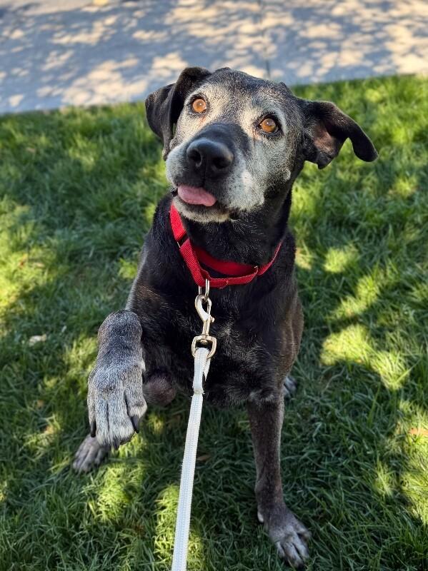 Enlarge Bella, a Adoptable mixed breed in Fruit Heights, UT image 1/6