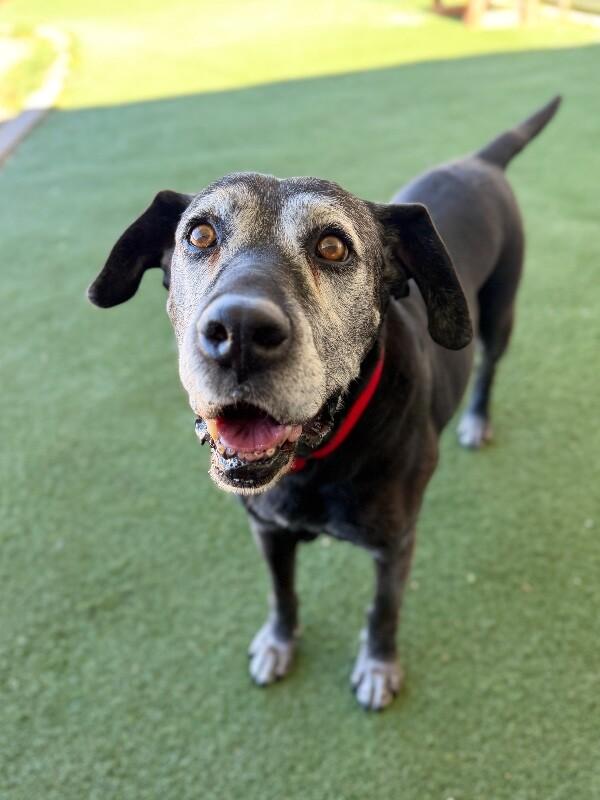 Enlarge Bella, a Adoptable mixed breed in Fruit Heights, UT image 2/6