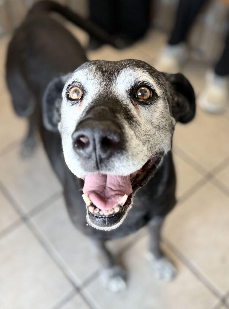 Enlarge Bella, a Adoptable mixed breed in Fruit Heights, UT image 3/6
