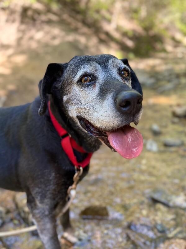 Enlarge Bella, a Adoptable mixed breed in Fruit Heights, UT image 4/6
