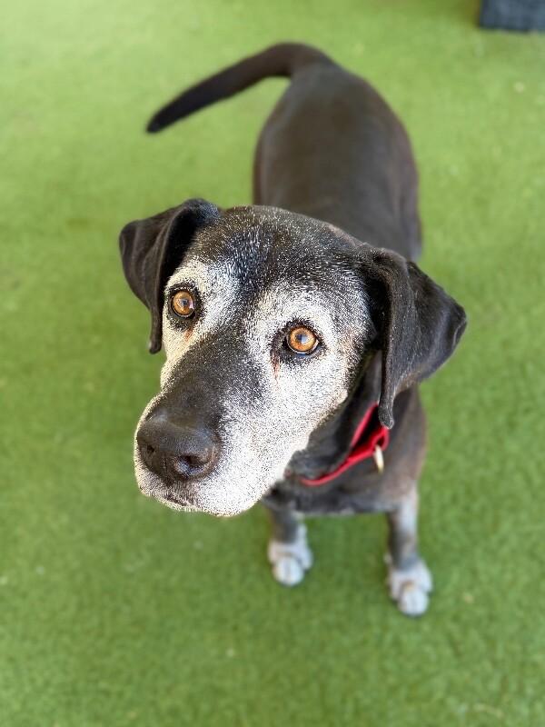 Enlarge Bella, a Adoptable mixed breed in Fruit Heights, UT image 5/6