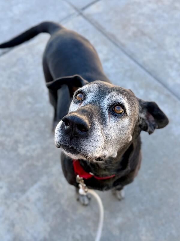 Enlarge Bella, a Adoptable mixed breed in Fruit Heights, UT image 6/6