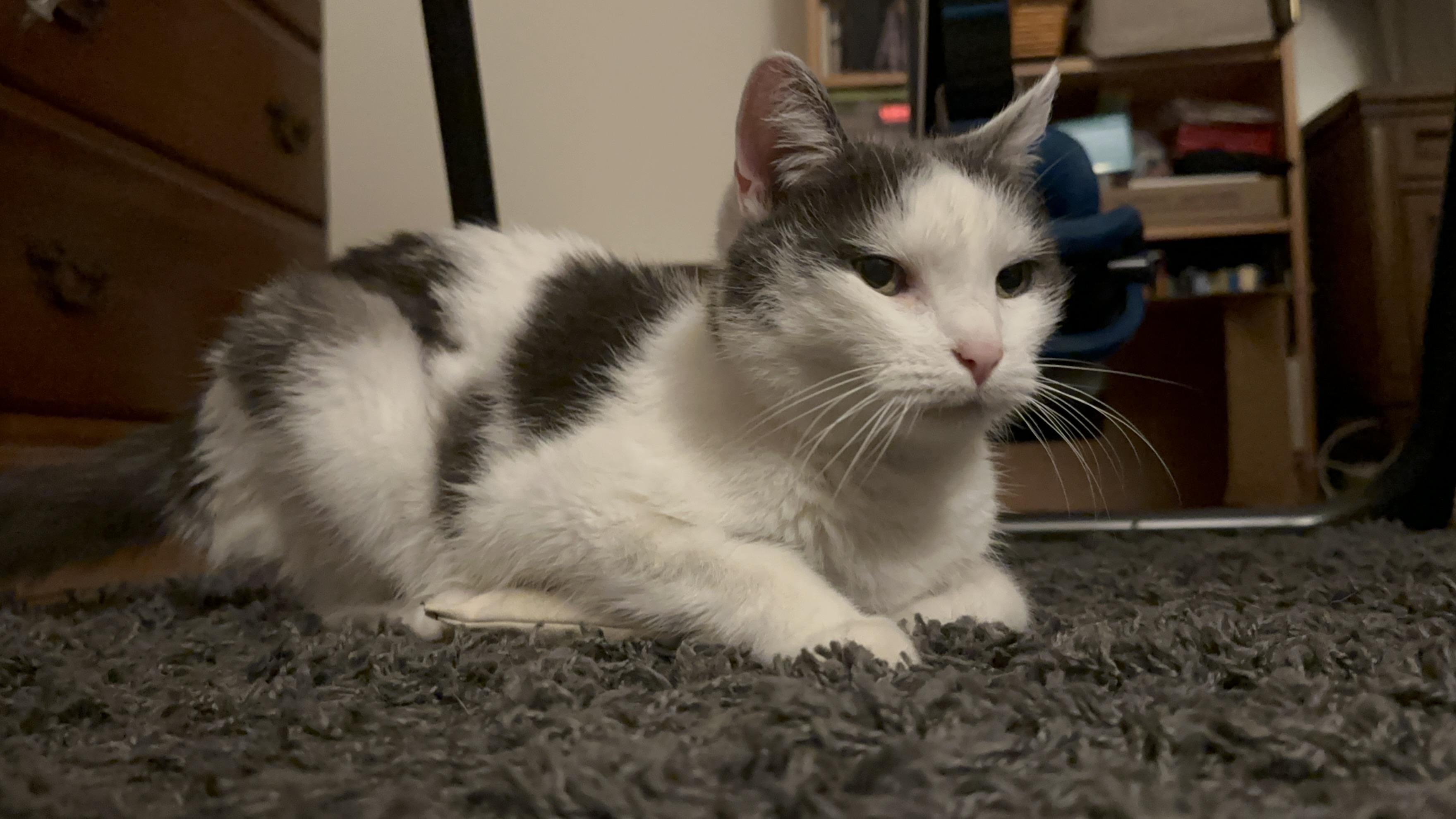 Opal, a Adoptable Domestic Short Hair in Philadelphia, PA image 1/6