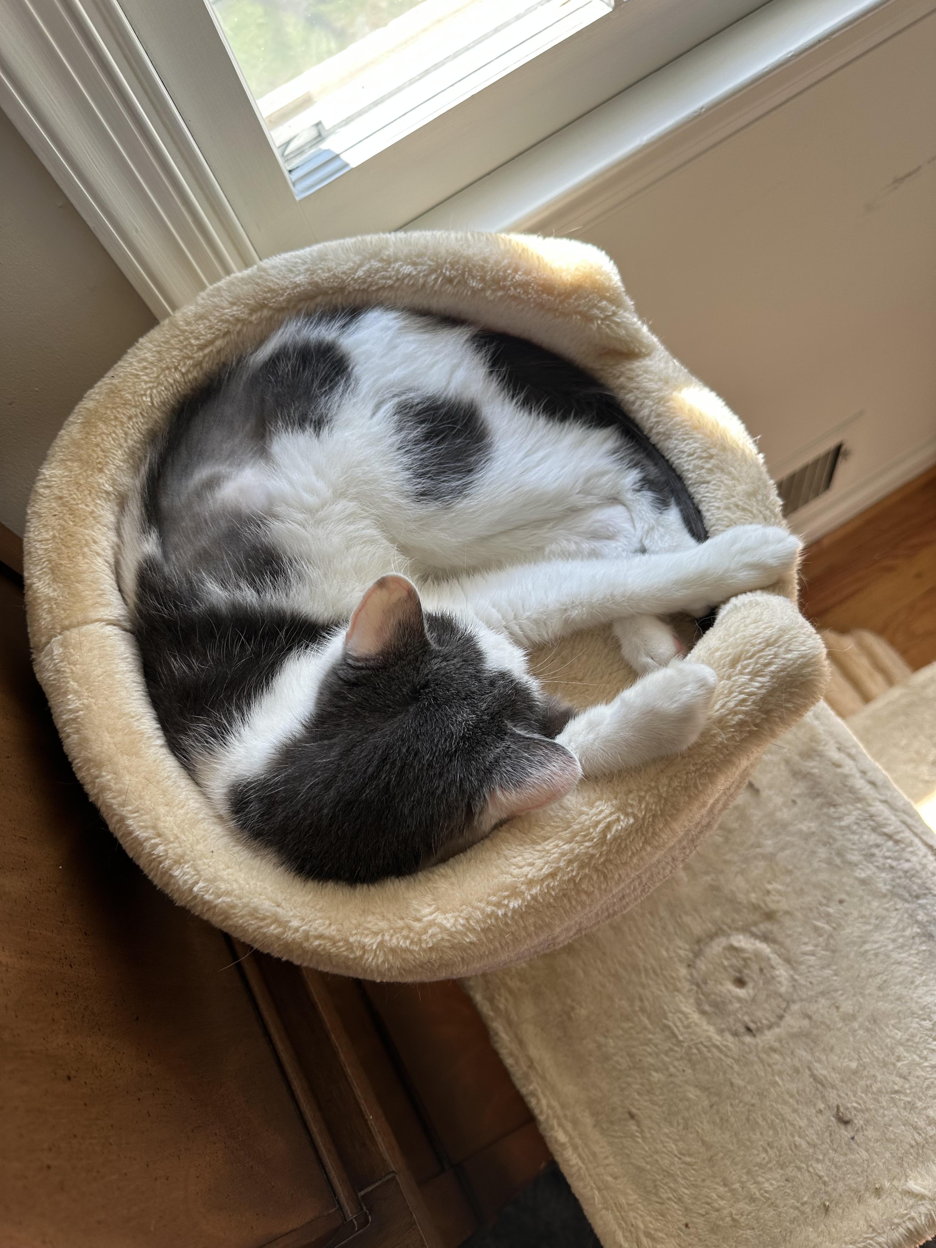 Opal, a Adoptable Domestic Short Hair in Philadelphia, PA image 2/6