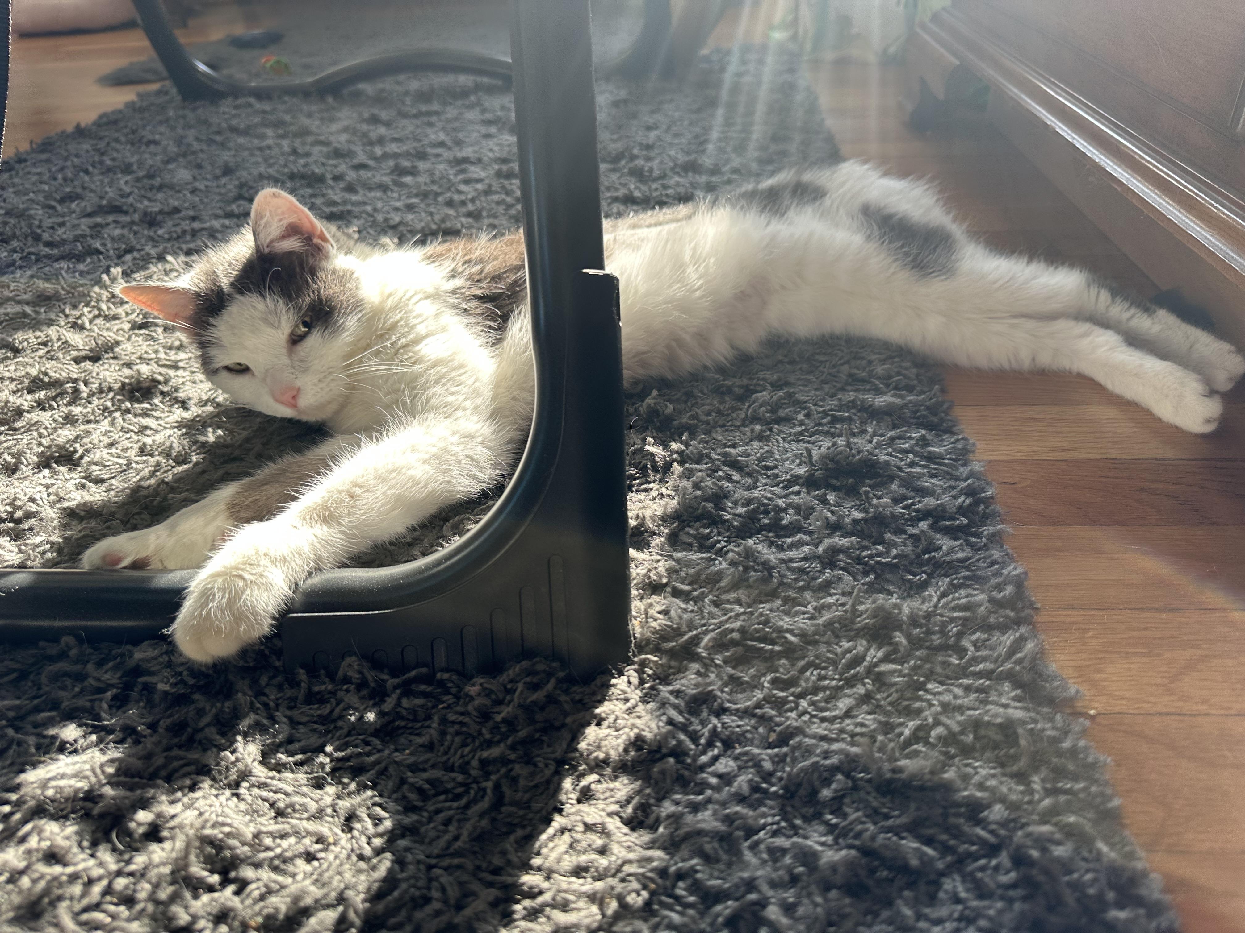 Opal, a Adoptable Domestic Short Hair in Philadelphia, PA image 5/6