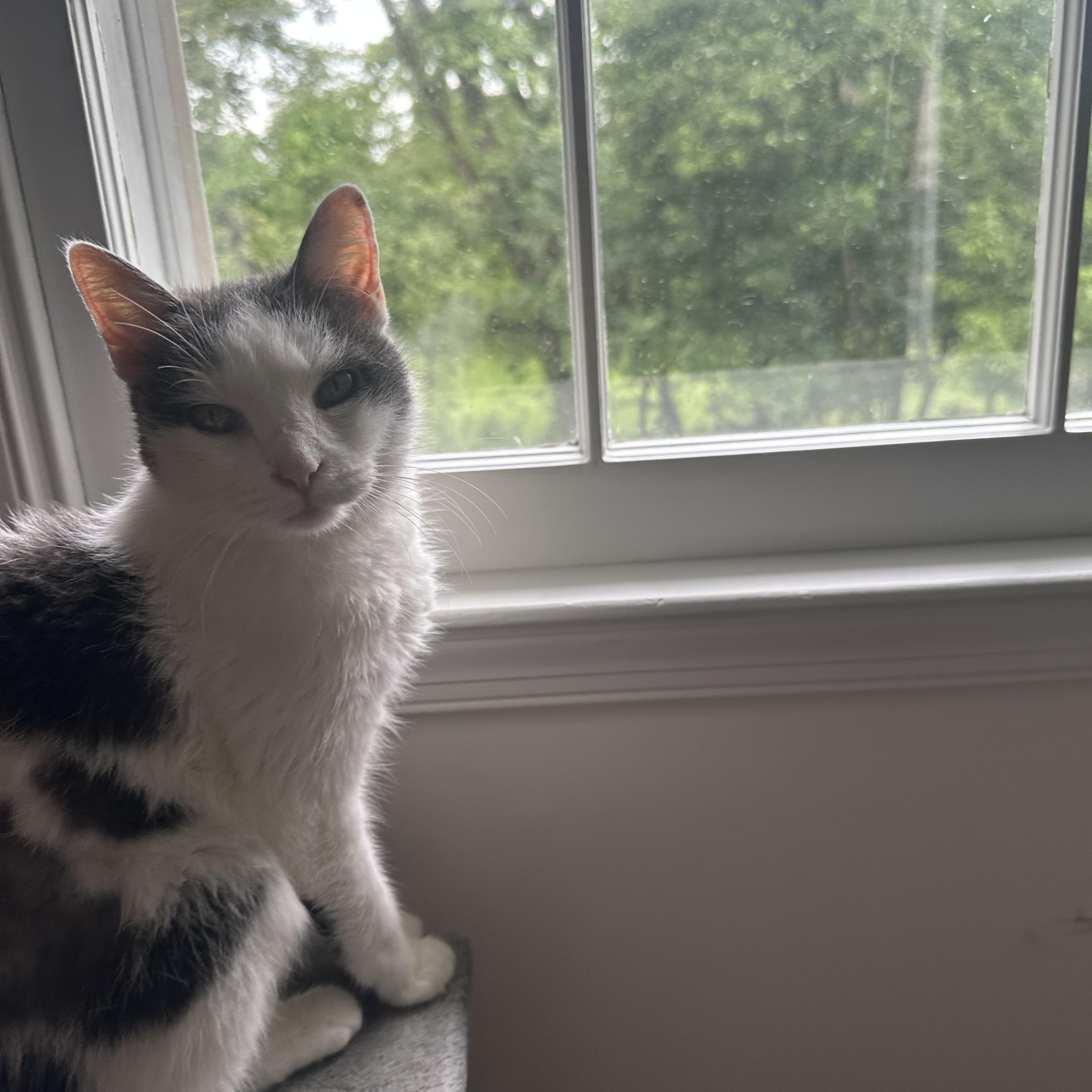 Opal, a Adoptable Domestic Short Hair in Philadelphia, PA image 6/6