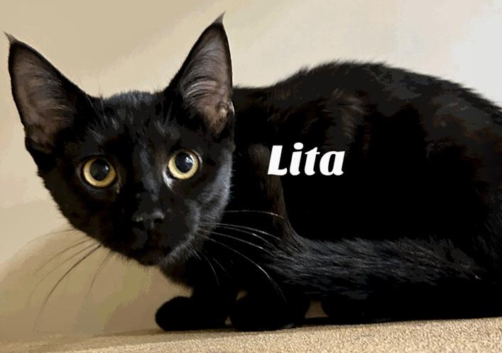 Enlarge Lita, a Adoptable Domestic Medium Hair image 1/1
