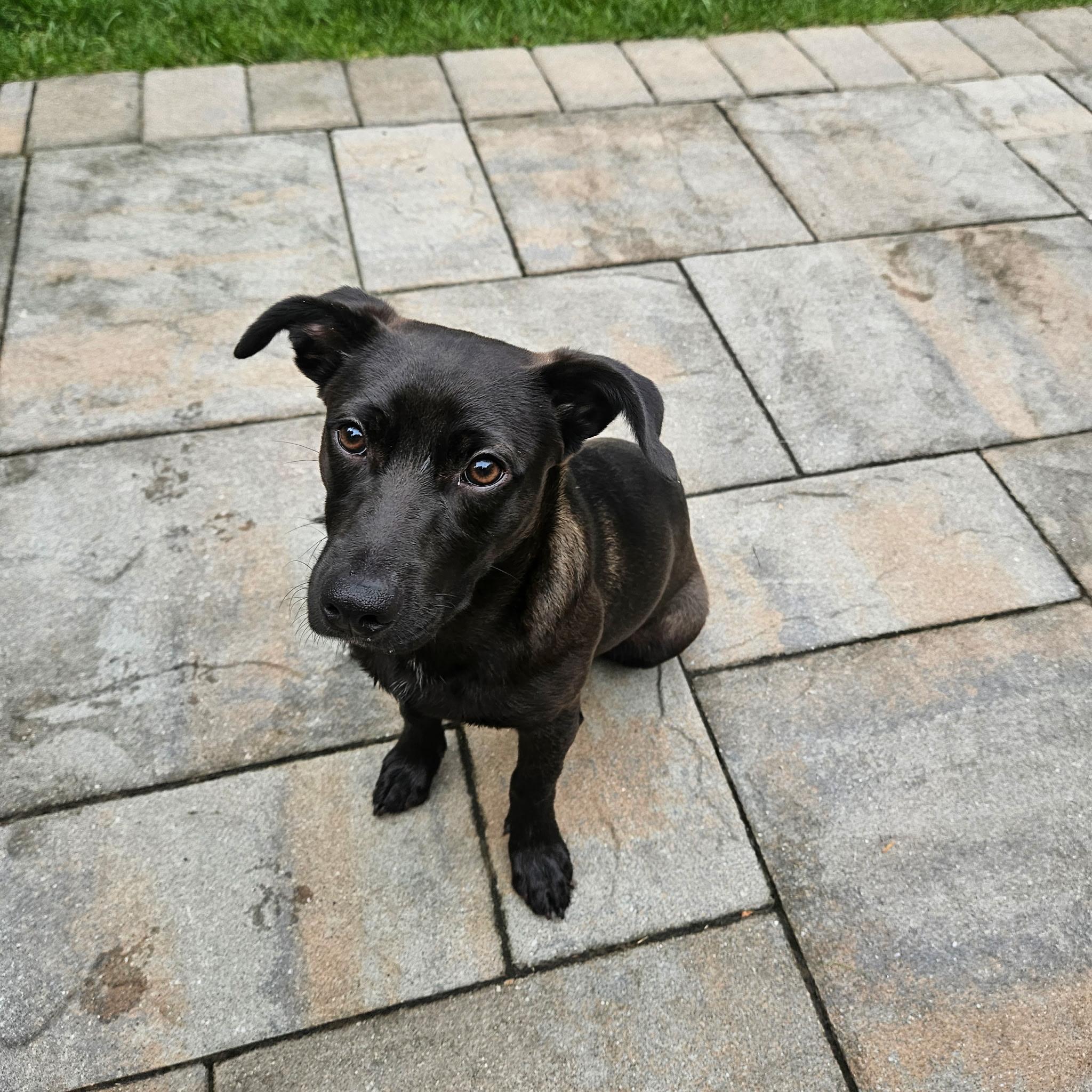 Bridget, a Adoptable mixed breed in Newfoundland, NJ image 5/6
