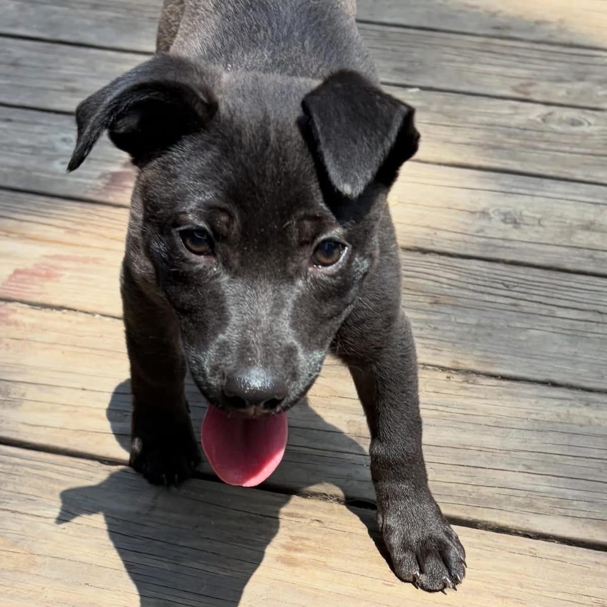 Bridget, a Adoptable mixed breed in Newfoundland, NJ image 1/6