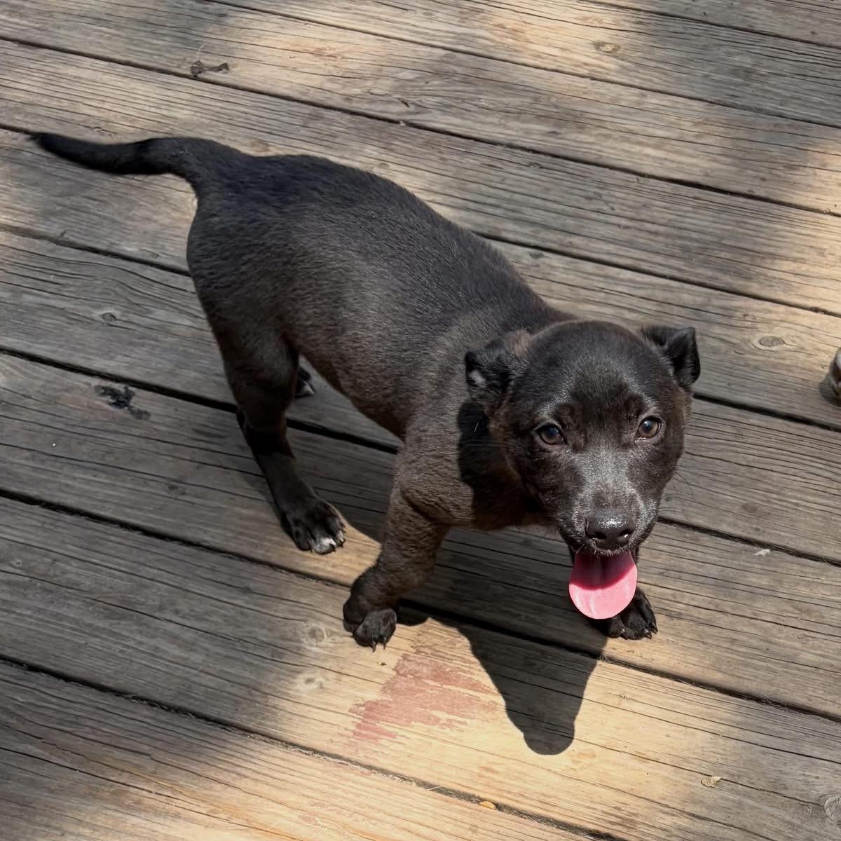 Bridget, a Adoptable mixed breed in Newfoundland, NJ image 3/6