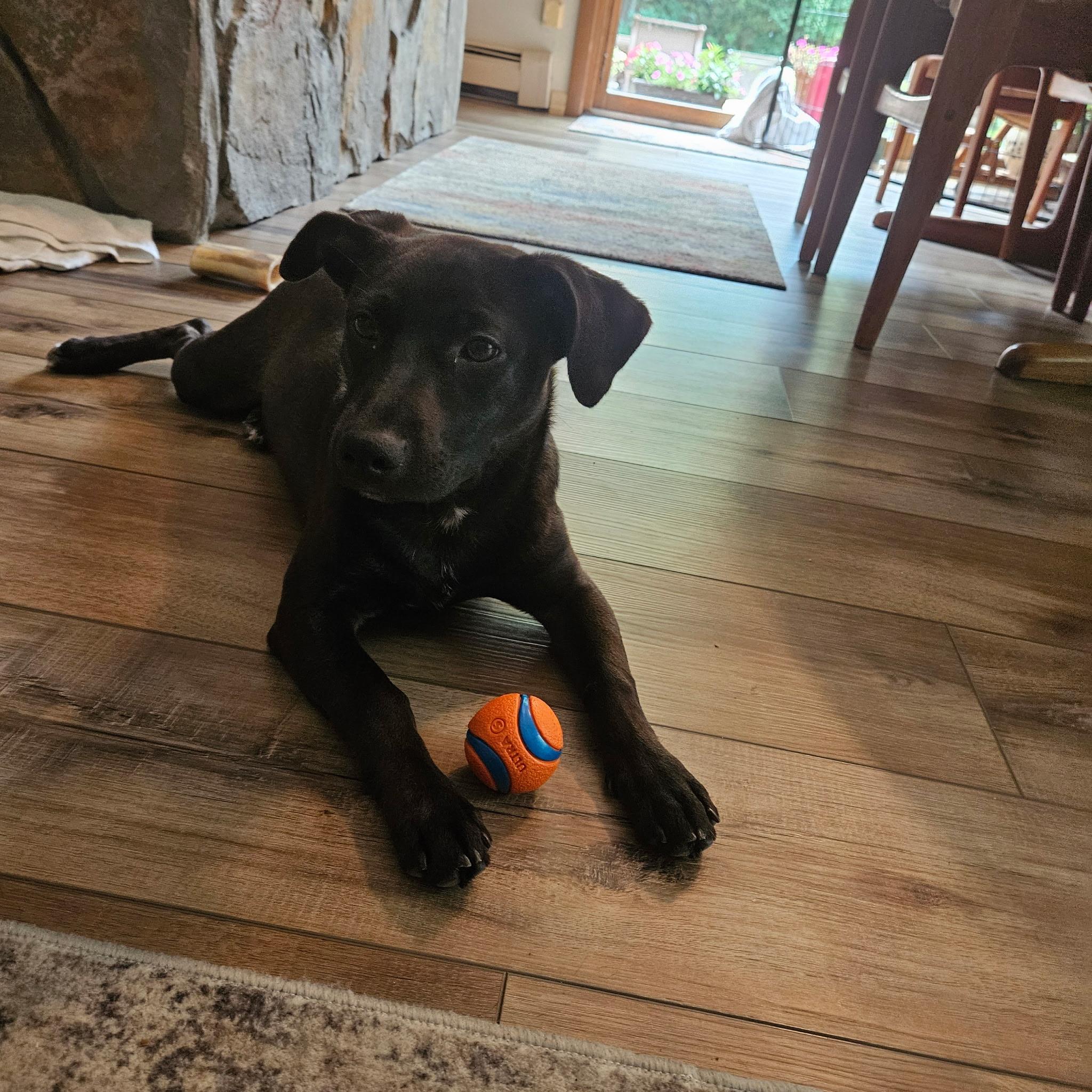 Bridget, a Adoptable mixed breed in Newfoundland, NJ image 4/6