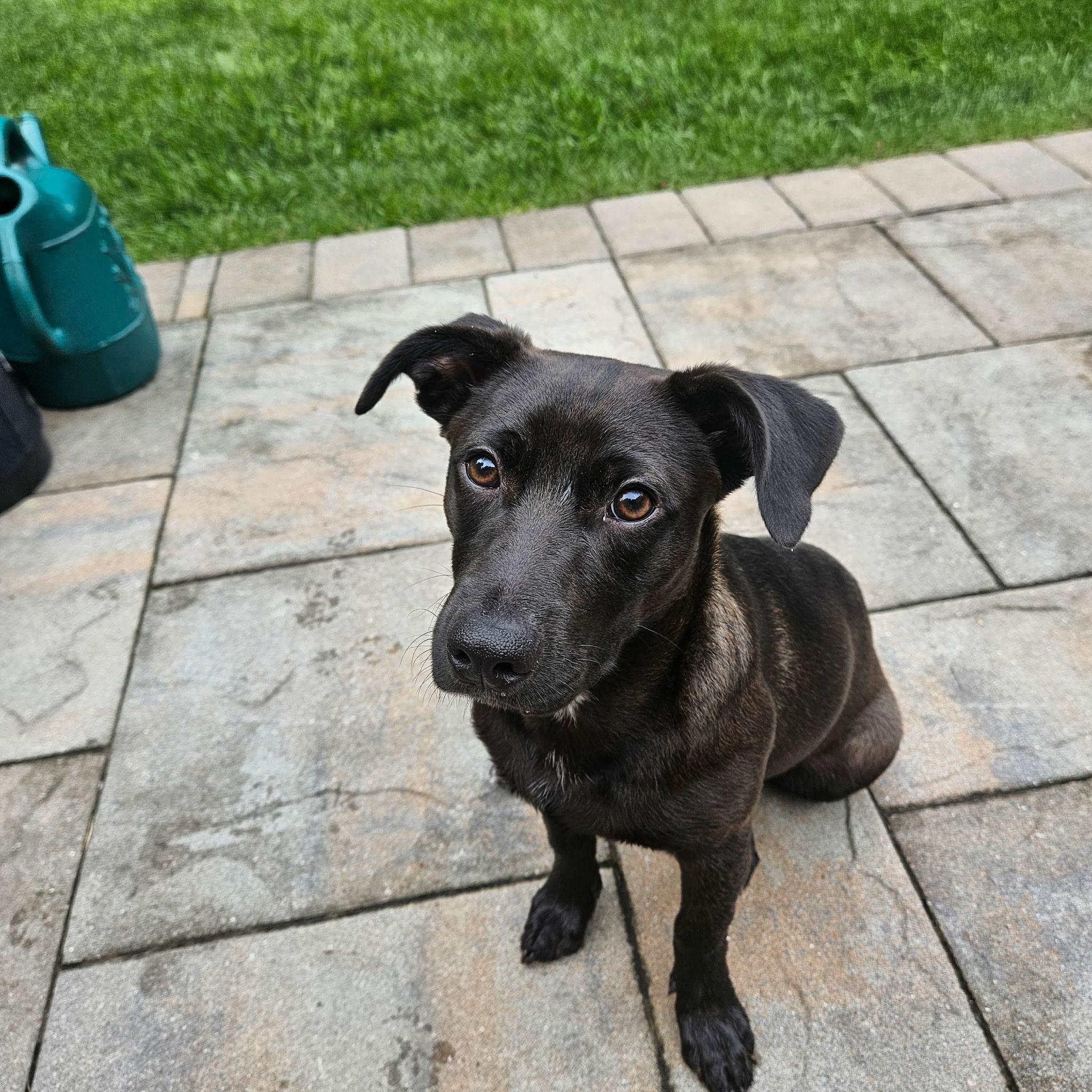 Bridget, a Adoptable mixed breed in Newfoundland, NJ image 6/6